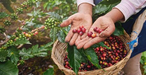 Hinitan Coffee Plantation .